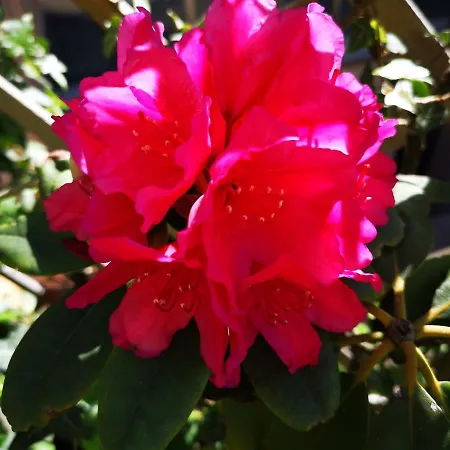 Bed & Breakfast La Ducale Ghent