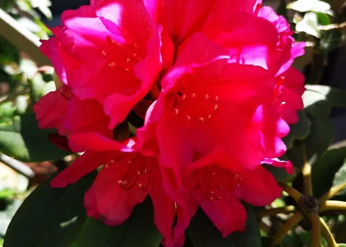 Bed & Breakfast La Ducale Ghent