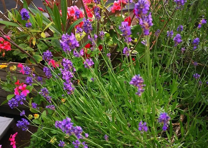 Bed & Breakfast La Ducale