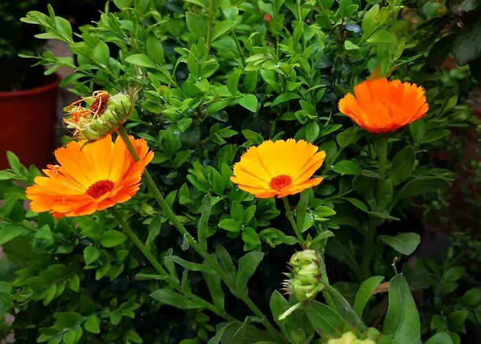 La Ducale Bed & Breakfast